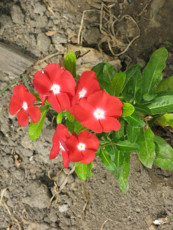 Free stock image of Red Flowers created by Krisztian Szabados