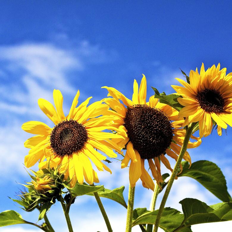 Free stock image of Sun Flowers created by BakariC