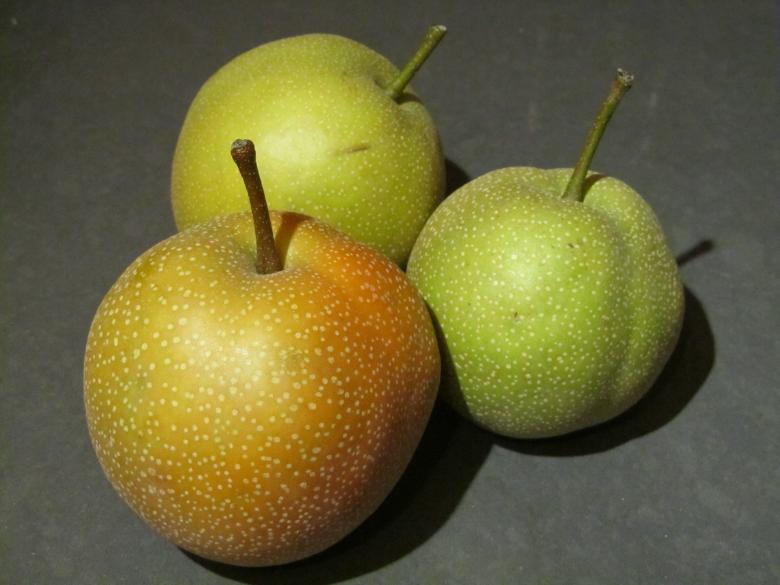 Free stock image of Asian Pears created by Ted VanWhy