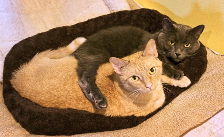 Free stock image of Buddies created by Randen Pederson