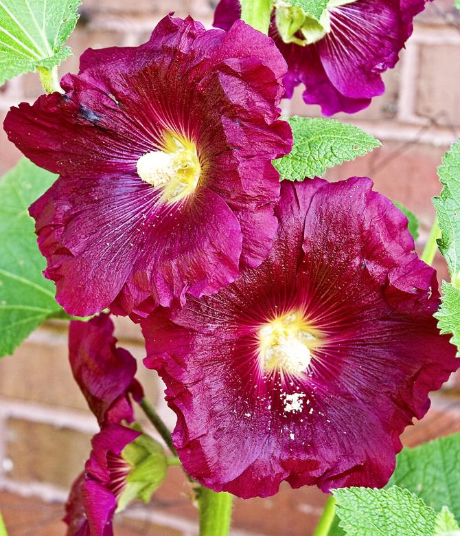 Free stock image of Deep Purple created by Randen Pederson