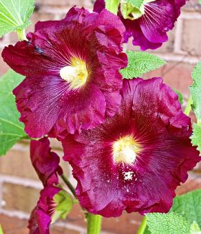 Deep Purple - Free Stock Photo