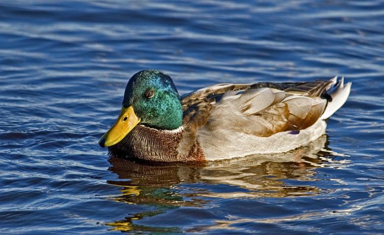 Free stock image of Mallard Duck created by Randen Pederson