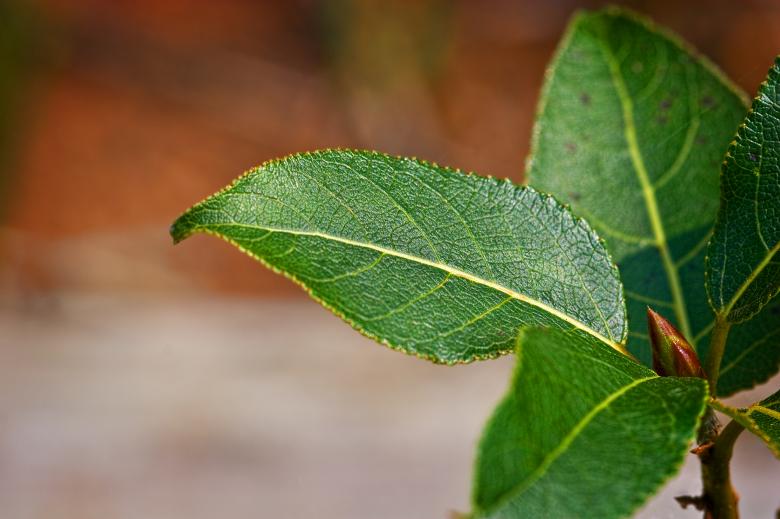 Free stock image of Leaves created by Randen Pederson