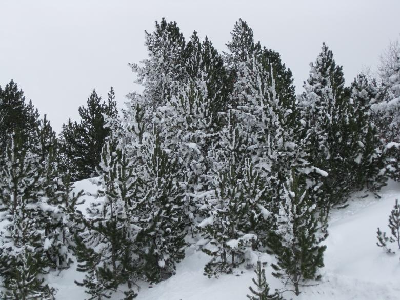 Free stock image of Snow in Andorra created by jaume