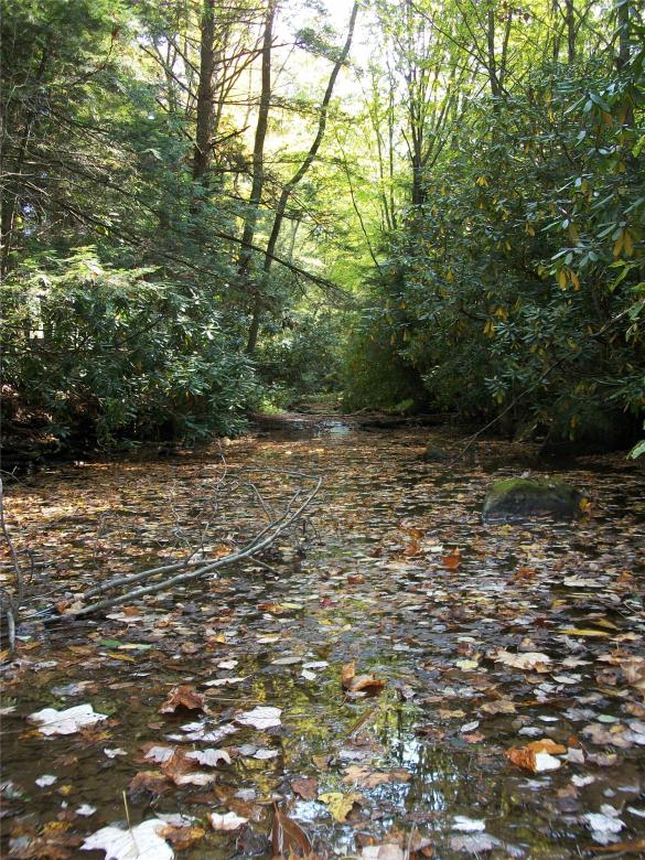 Free stock image of Leaf Filled Stream created by Nature Girl