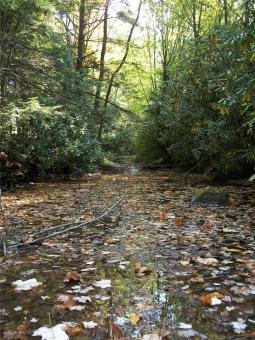 Leaf Filled Stream - Free Stock Photo