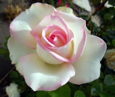 Free Stock Photo of Pink rose