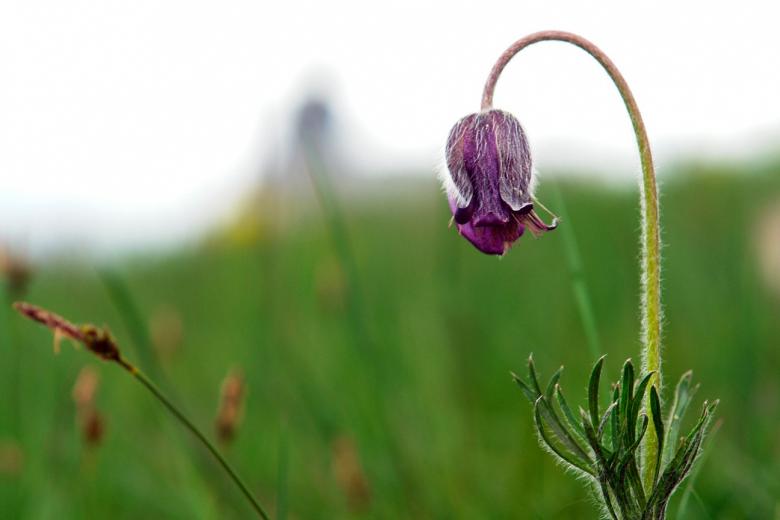 Free stock image of Little flower created by Hello Danda