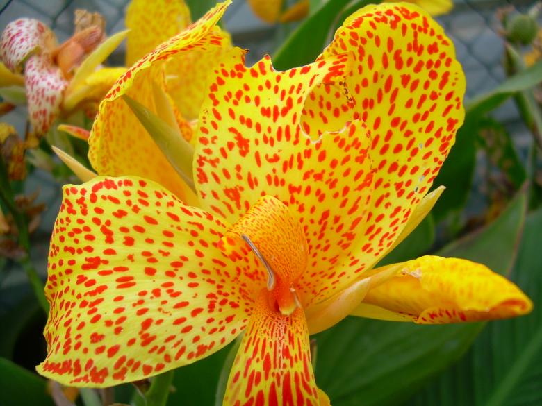 Free stock image of Yelloe and red flowers created by jaume
