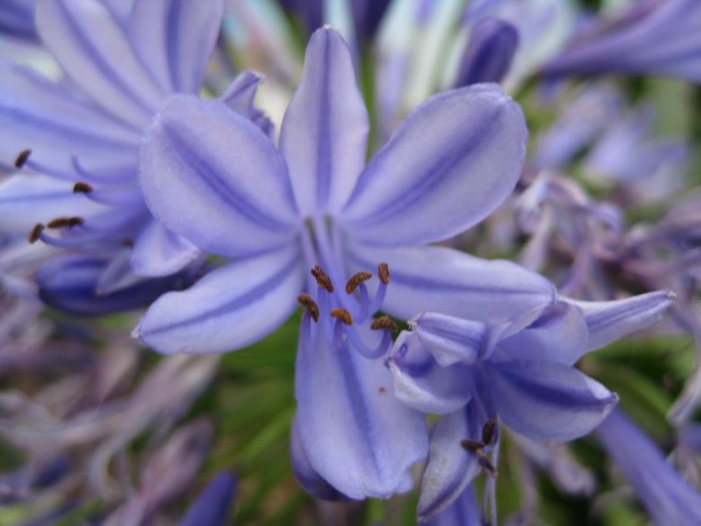 Free stock image of Purple Flowers created by jaume