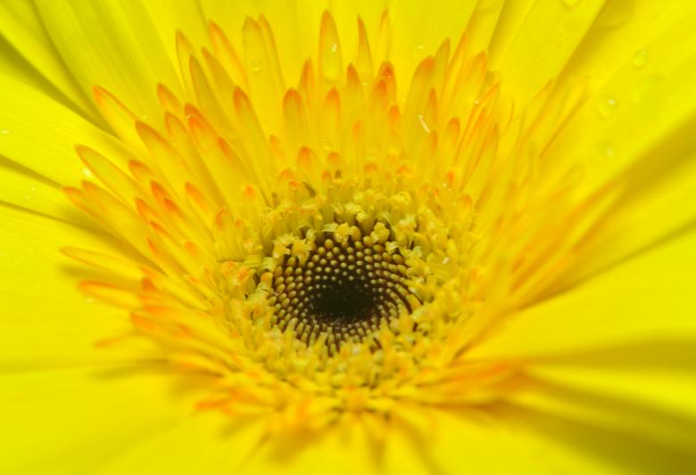 Free stock image of Yellow Flower  created by Sainath Chillapuram