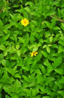 Tiny Yellow Flower - Free Stock Photo