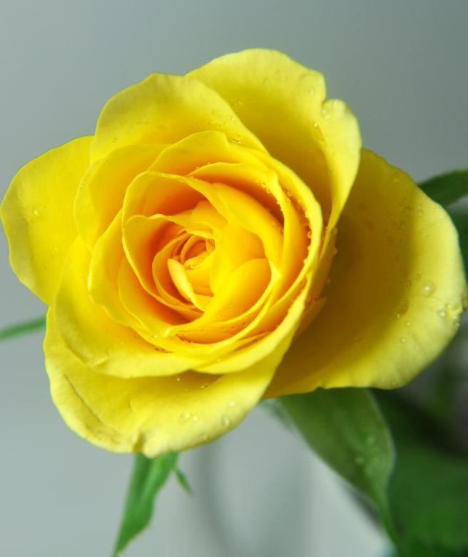 Free stock image of Rose in Yellow created by Sainath Chillapuram