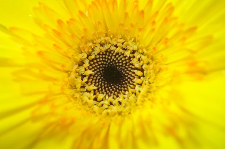 Free stock image of Yellow Flower created by Sainath Chillapuram