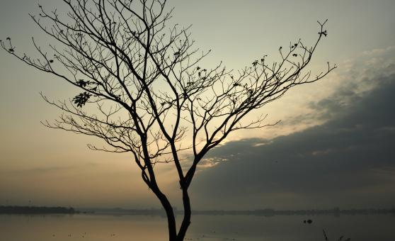 Dry Tree - Free Stock Photo