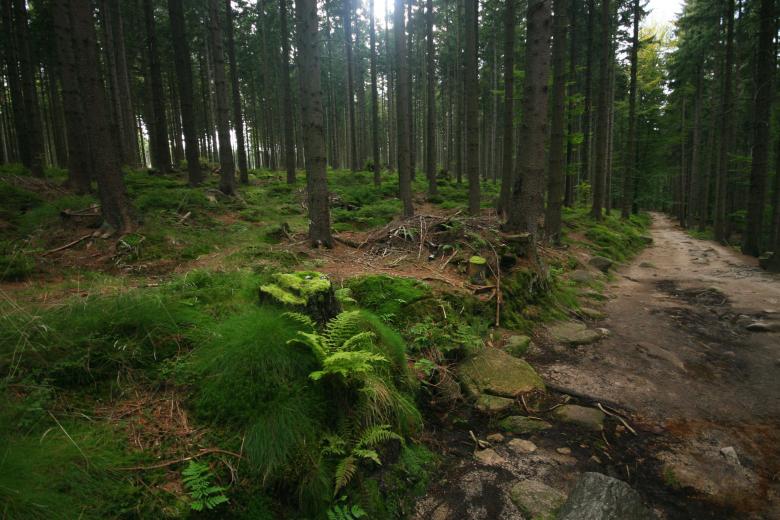 Free stock image of Forest created by Jakub Krechowicz