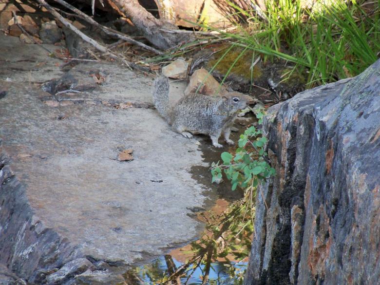 Free stock image of Squirrel created by Kenton Bruno