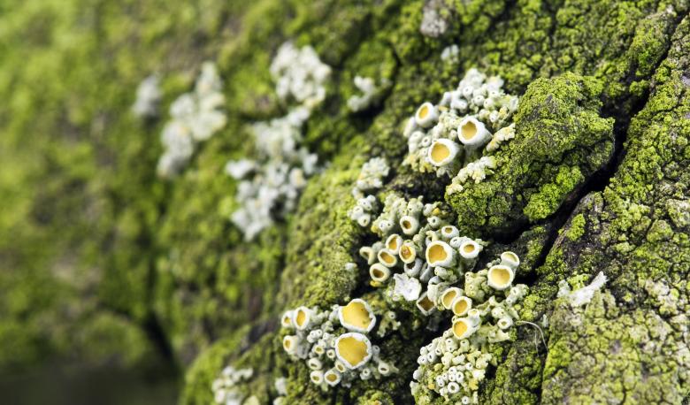 Free stock image of Green bark background created by Jakub Krechowicz