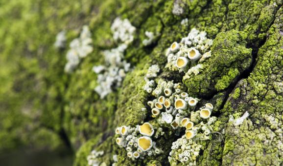 Green bark background - Free Stock Photo