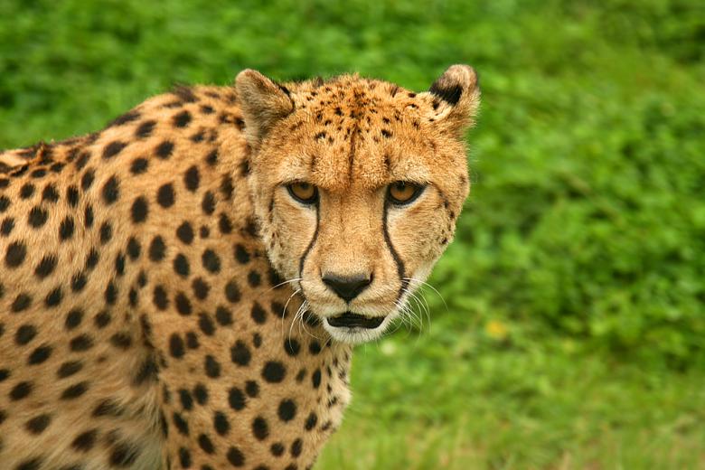 Free stock image of Cheetah created by Jakub Krechowicz