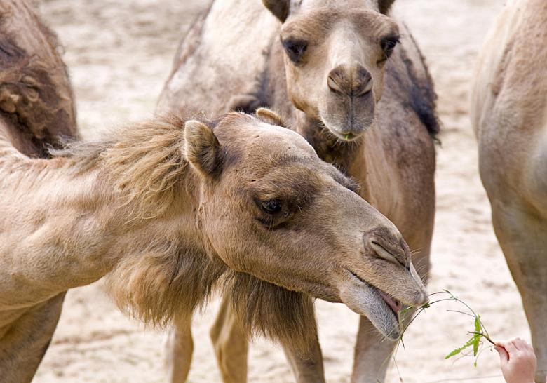 Free stock image of Camels created by Jakub Krechowicz