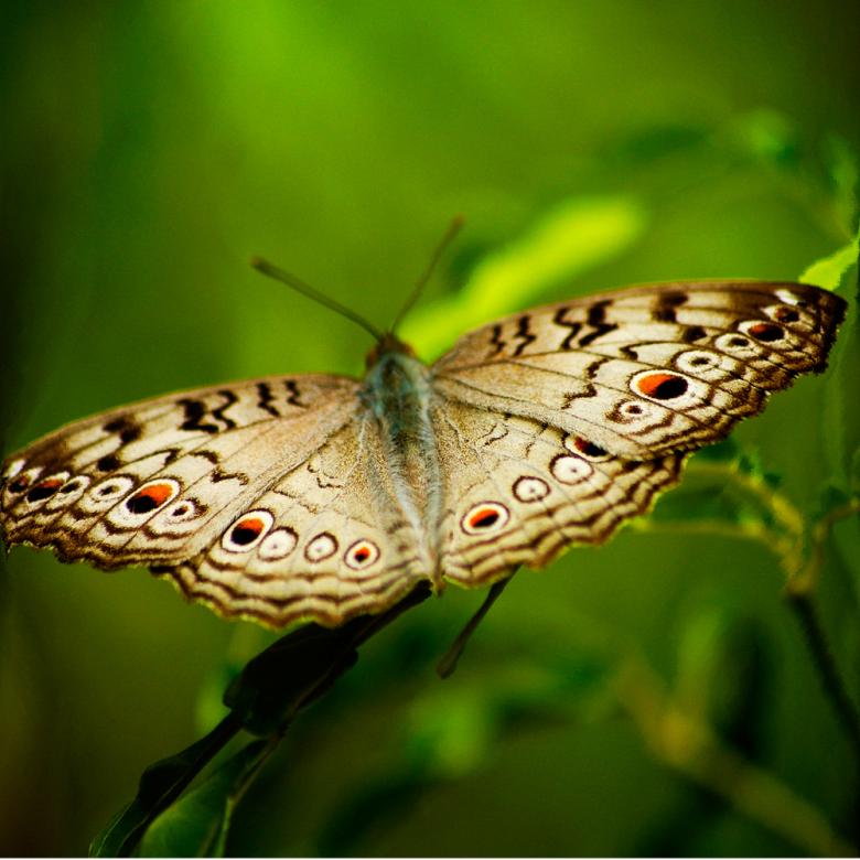 Free stock image of Butterfly created by Ashish
