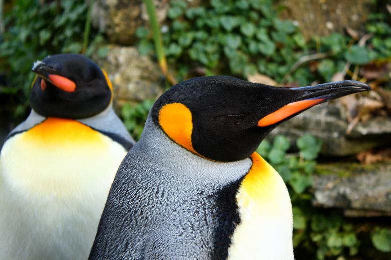 Free stock image of Penguins created by paul clifton