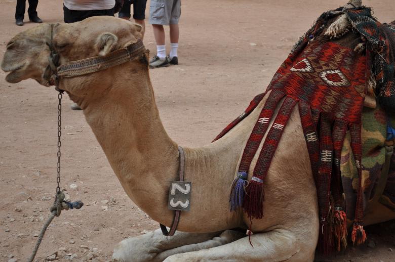Free stock image of Jordanian camel created by Aparna Khanna