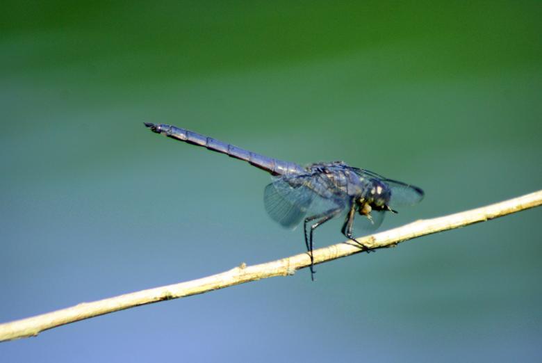 Free stock image of Dragon Fly created by Brian Norcross