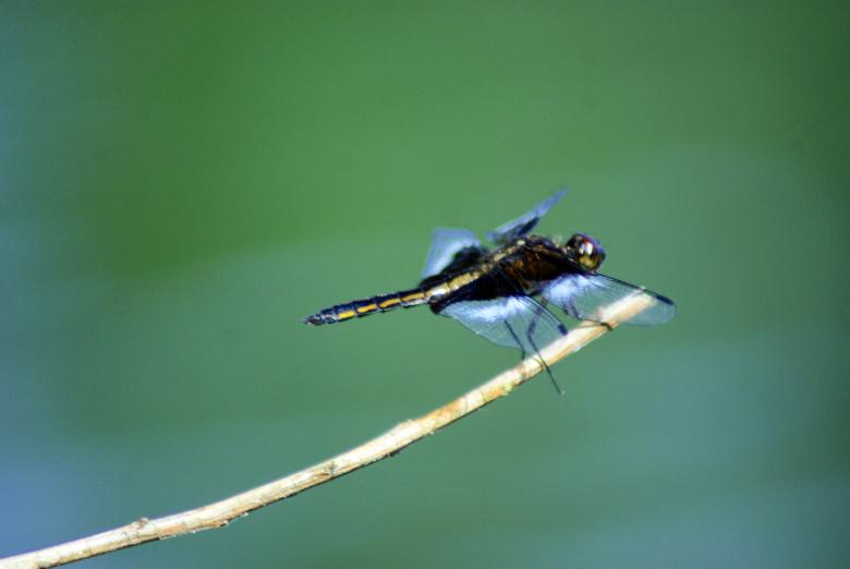 Free stock image of Dragon Fly on Green Background created by Brian Norcross