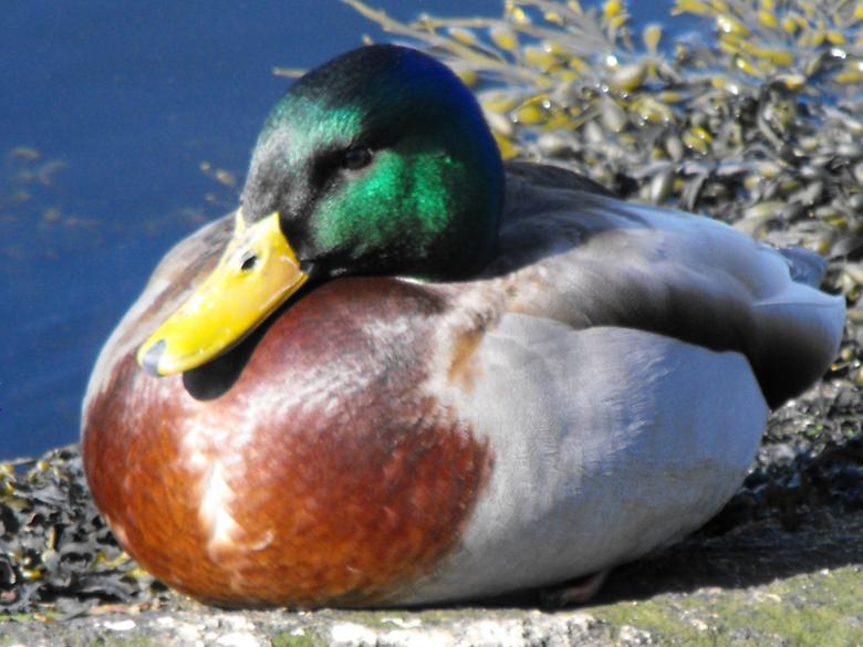 Free stock image of Mallard Duck created by Brian Norcross
