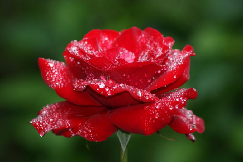 Free stock image of Red Rose created by Brian Norcross