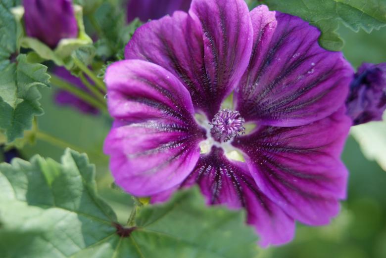 Free stock image of Purple Flower created by Brian Norcross