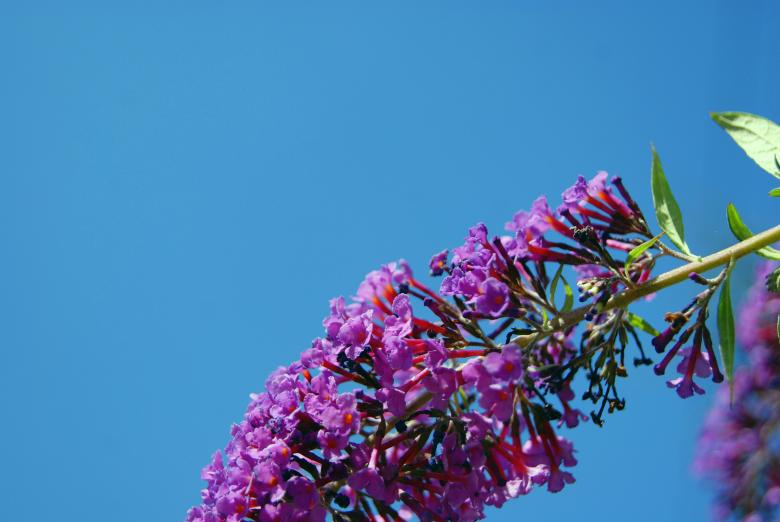 Free stock image of Long Flower created by Brian Norcross