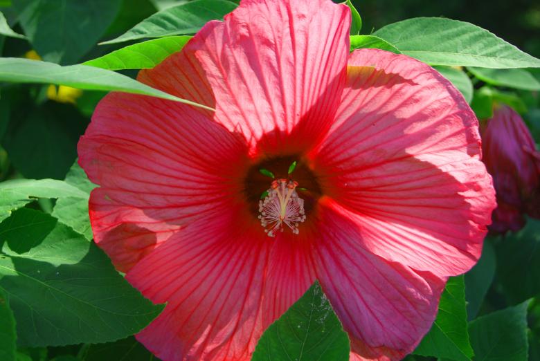 Free stock image of Large Flower created by Brian Norcross