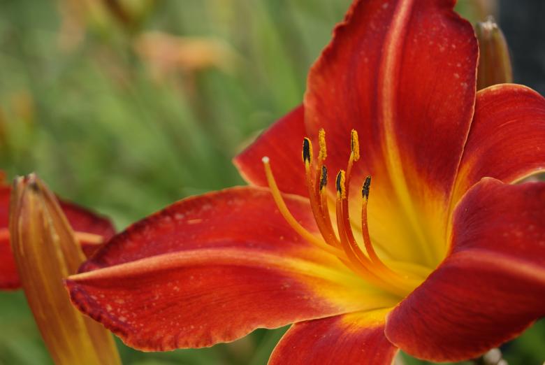 Free stock image of Colorful Lilly created by Brian Norcross
