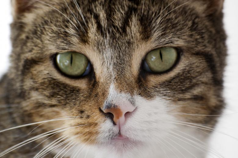 Free stock image of Cat closeup created by Max van Holten