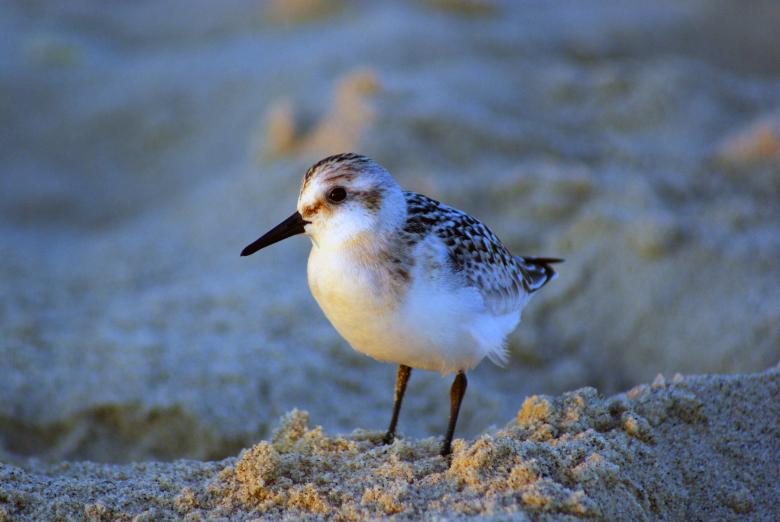 Free stock image of Sandpiper created by Brian Norcross