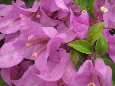 Pink Flowers