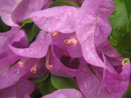 Pink Flowers