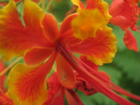 Orange Flower