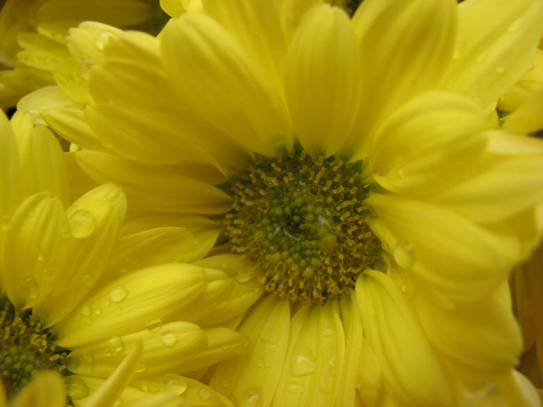 Free stock image of Yellow Flower created by Saiyed Sajjad Imam Abidi