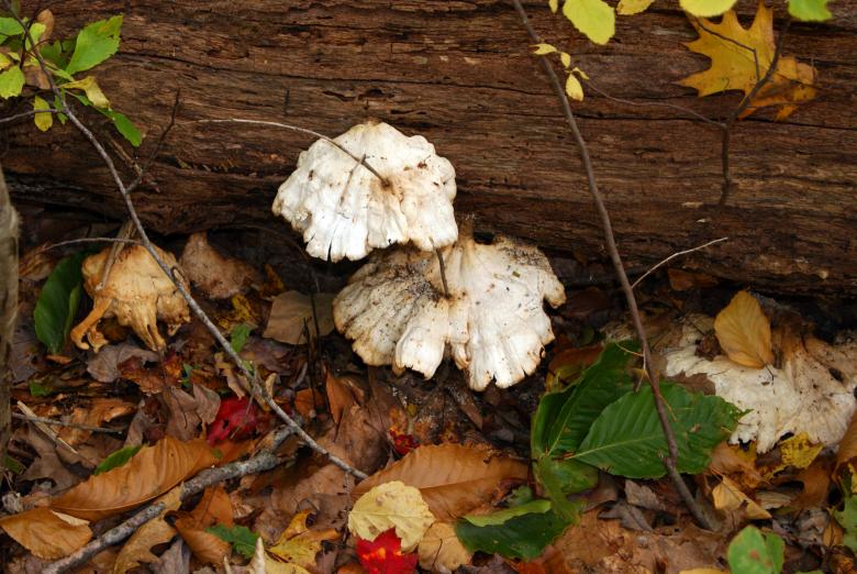 Free stock image of Wild Mushrooms created by Brian Norcross