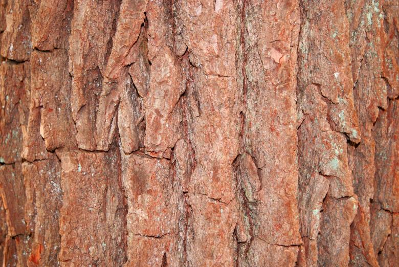 Free stock image of Tree Bark Background created by Brian Norcross