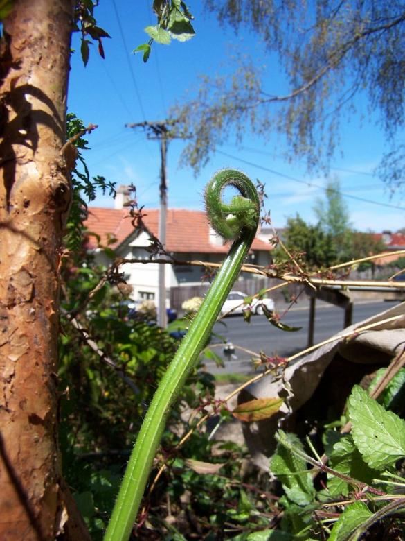 Free stock image of Punga Frond created by Peter Alexander Robb