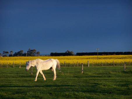White Horse and Rape