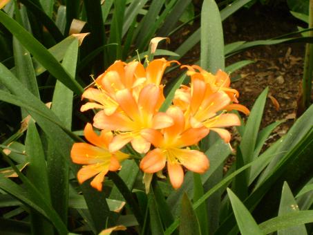 Golden flower - Free Stock Photo