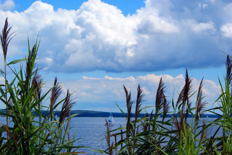 Free stock image of Ocean Through Tall Grass created by Brian Norcross