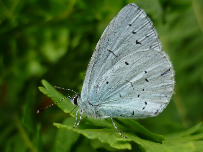 Free stock image of Holly blue butterfly created by paul clifton
